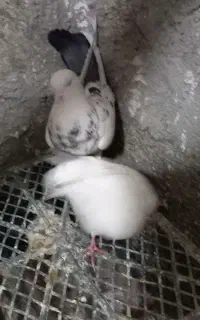 دو عدد کبوتر پرشی