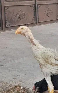 مرغ لاری ۶ماهه اصیل افغان