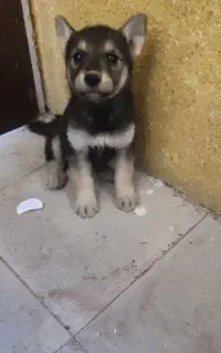 توله سگ ژرمن