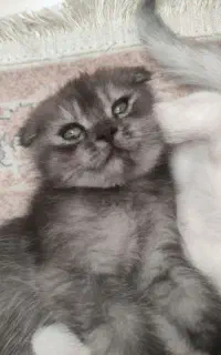 بچه گربه