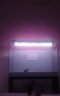 ساخت انواع آکواریوم ریملس