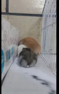 همستر کمپل خیلی خیلی نازن اصلا گاز نمیگیرن