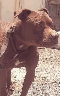 سگ پیت بول رگ دار