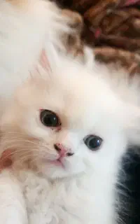 توله گربه پرشین