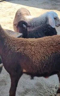 بره نروماده قیمت مناسب