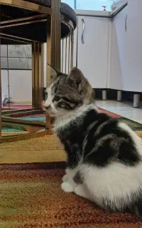 واگذاری بچه گربه