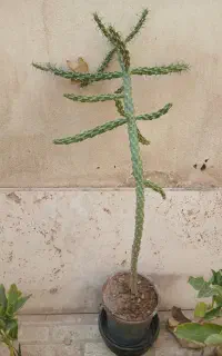 کاکتوس بلند تیغ سگی «سیلیندروپونتیا فولگیدا