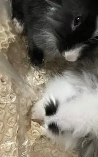 واگذاری خرگوش