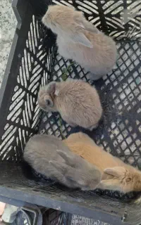 خرگوش لپ ۷۰۰ت معمولی ۴۰۰ت آلمانی ۵۰۰ت