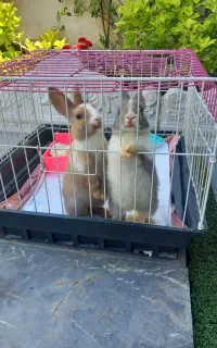 خرگوش بازیگوش