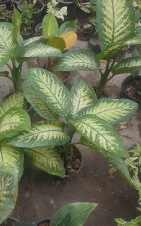 فروش گل و گلدون به قیمت مناسب ۱۰۰الی۳۰۰