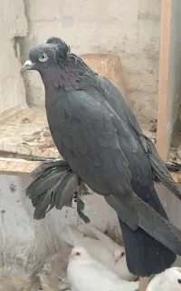 دو عدد قره