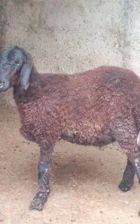 گوسفند نر بره