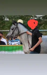 نریان ترکمن