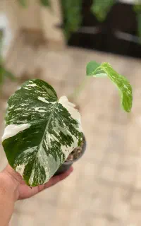 مانسترا ابلق تری کالر