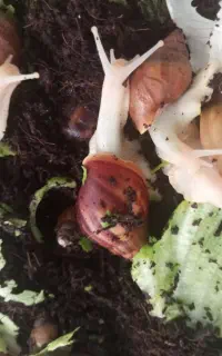 حلزون البینو