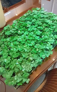 سبزه دیوارکوب