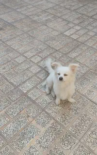 سگ پامر روباهی سفید ماده