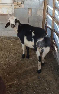 گوسفند