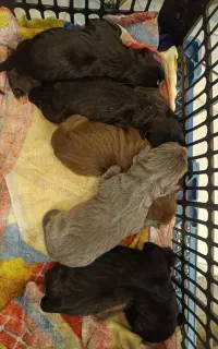 توله پیتبول اصل