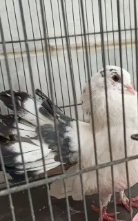 کبوتر دم چتری ماده
