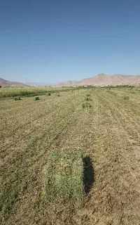 بسته یونجه
