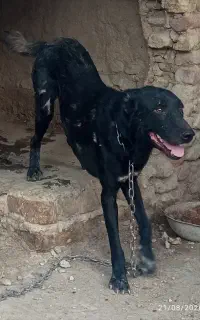 سگ‌‌نگهبان