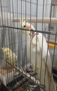 عروس هلندی ماده