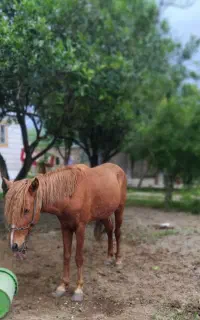 اسب نرجوان وبزرگ