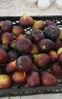 انجیر
