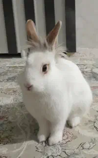 خرگوش