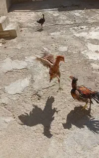 خروس و فریح لاری اصیل