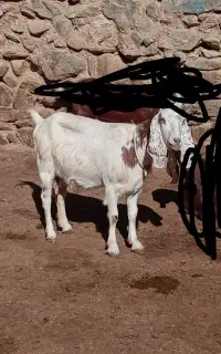 فروش ۱عدد بز دو رگ پاکستانی