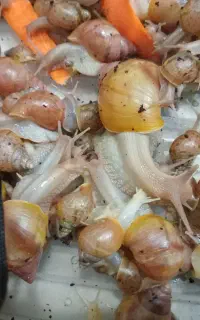 حلزون اچاتینا البینو اندازه مختلف