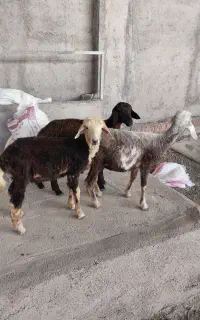 ۳ راس بره افشاری پرواری