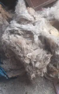 پشم گوسفند