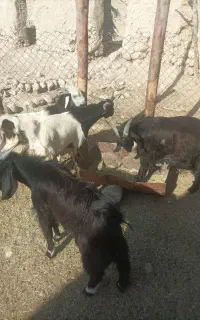 کهره نر