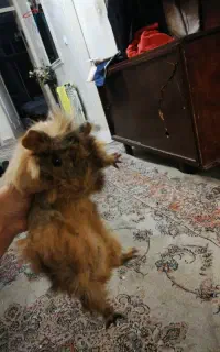 خوکچه هندی ماده مو بلد فشن