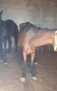مادیون و کری نریون
