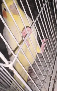 لوتینو ماده