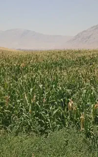 سرکارگری کشاورزی