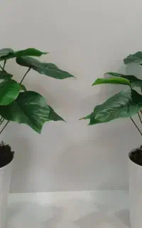 گل .