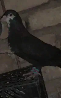 ریش