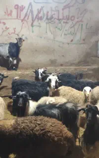 بز و  بره
