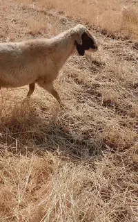 شک ورن سنجابی اصیل