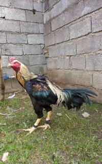یک عدد خروس دورگه لاری ۵ماهه
