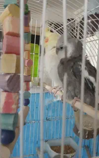 جفت عروس هلندی