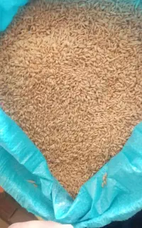گندم آذر 2