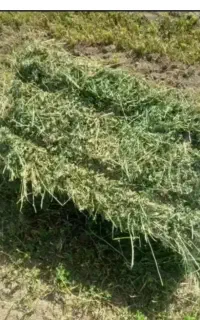 فروش یونجه