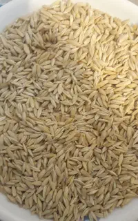 جو بذری (نادری)